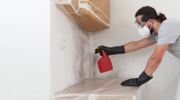 Professional Black Mold Remediation technician working in Huntly, VA